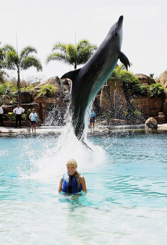 Dolphin Jumping in Pool — Blue, Lively