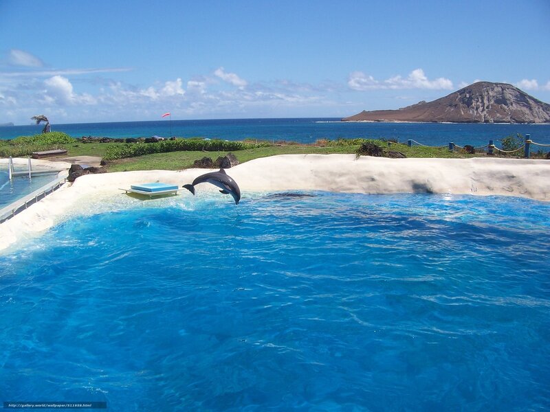 Dolphin Jumping in Pool — Blue