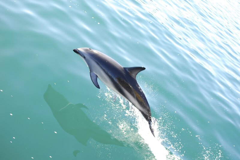Dolphin Jumping in Water — Blue, Active