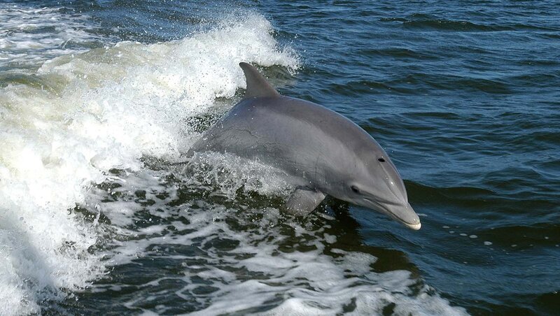 Dolphin Jumping in Water — Blue, Dynamic, Afternoon, Photograph, Ocean
