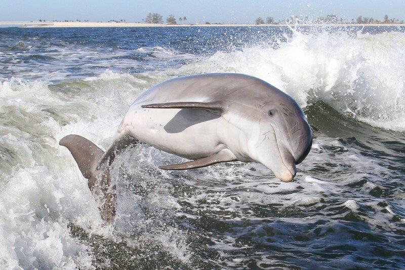 Dolphin Jumping in Water — Blue, Dynamic, Afternoon, Photograph, Ocean, Waves