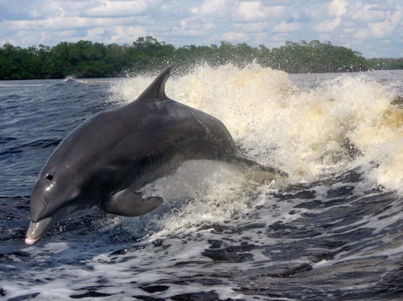 Dolphin Jumping in Water — Blue, Dynamic, Afternoon, Photograph