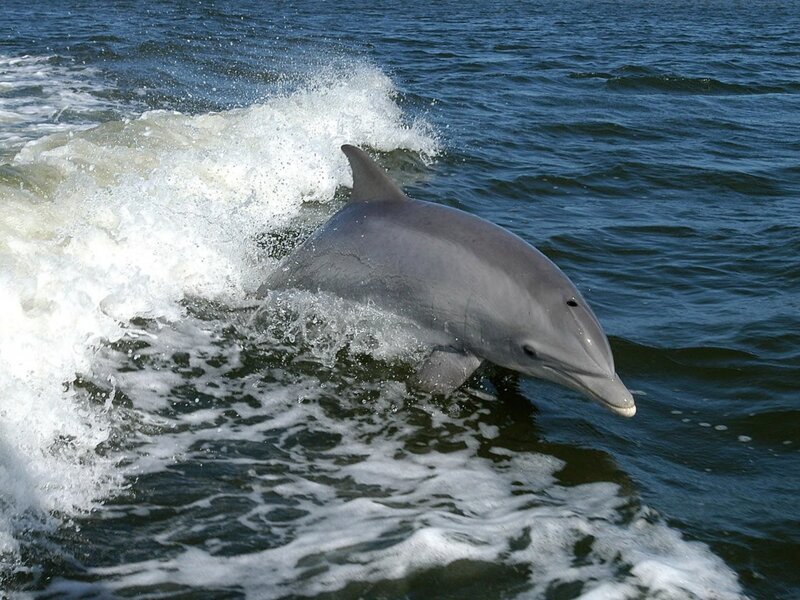 Dolphin Jumping in Water — Blue, Dynamic, Afternoon
