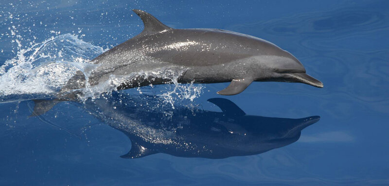 Dolphin Jumping in Water — Blue, Dynamic