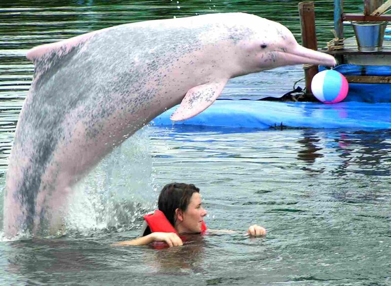 Dolphin Jumping in Water — Blue, Playful, Afternoon