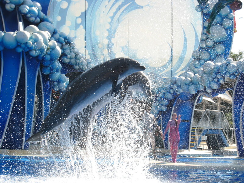 Dolphin Jumping in Water
