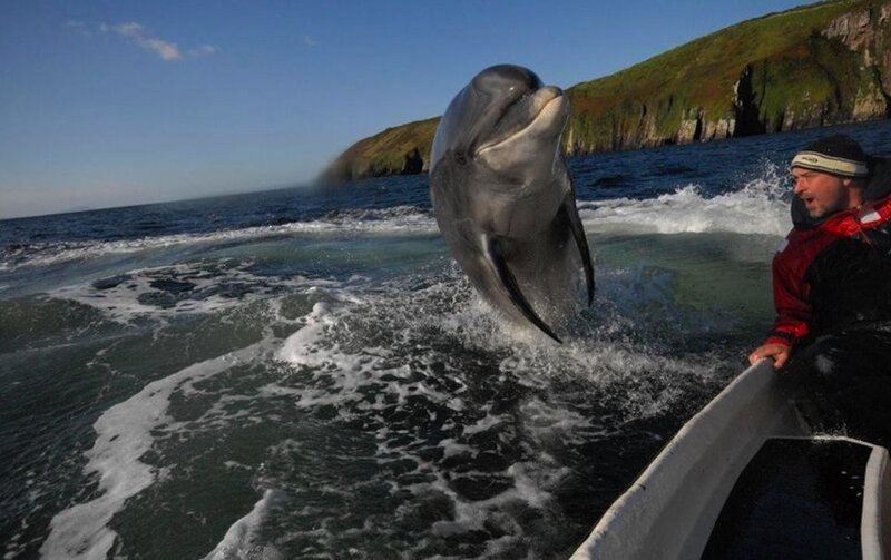 Dolphin Jumping Near Boat