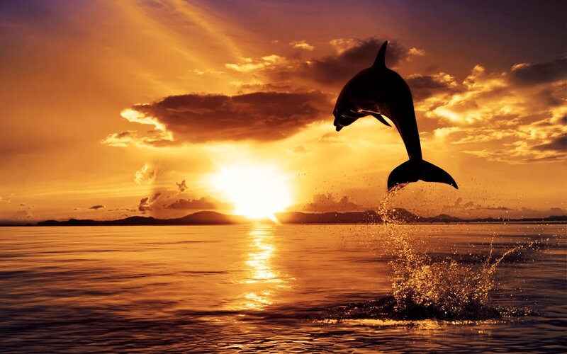 Dolphin Jumping — Orange, Dramatic, Sunset, Photograph, Sun, Ocean