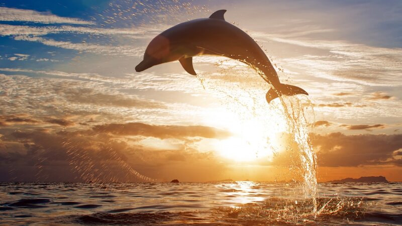 Dolphin Jumping — Orange, Dramatic, Sunset, Photograph
