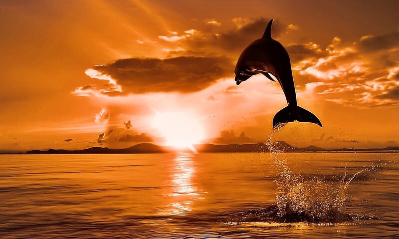 Dolphin Jumping — Orange, Dramatic, Sunset