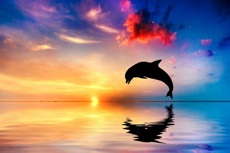 Dolphin Jumping — Orange, Serene, Sunset, Photograph