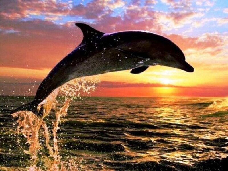 Dolphin Jumping — Orange, Serene, Sunset