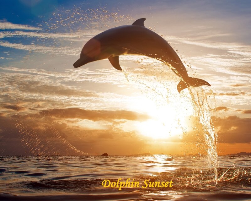 Dolphin Jumping — Orange
