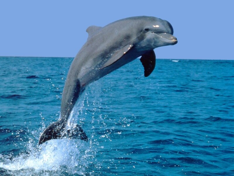 Dolphin Jumping Out of Water — Blue, Active, Afternoon, Photograph