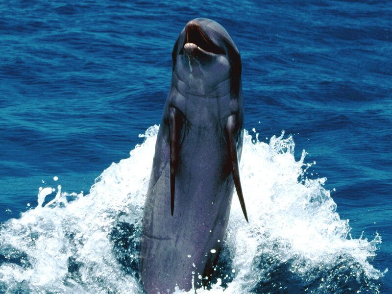 Dolphin Jumping Out of Water — Blue, Dynamic, Afternoon, Photograph, Ocean, Splashing Water