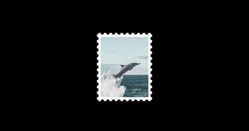 Dolphin Jumping Out of Water — Blue, Dynamic, Afternoon, Photograph, Ocean
