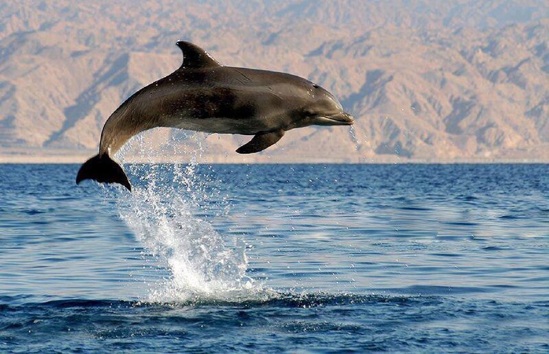 Dolphin Jumping Out of Water — Blue, Dynamic, Afternoon, Photograph