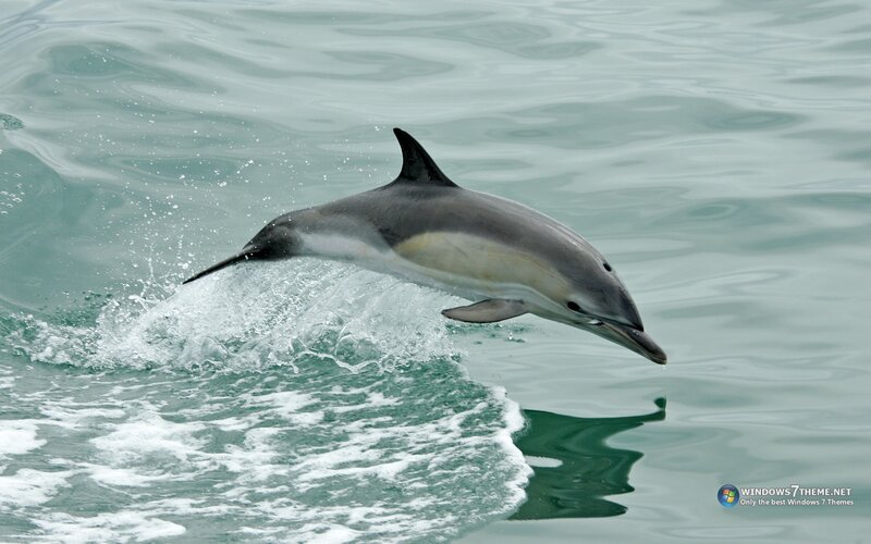 Dolphin Jumping Out of Water — Blue, Dynamic