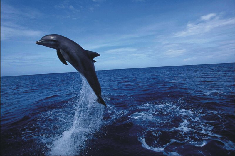 Dolphin Jumping Out of Water — Blue