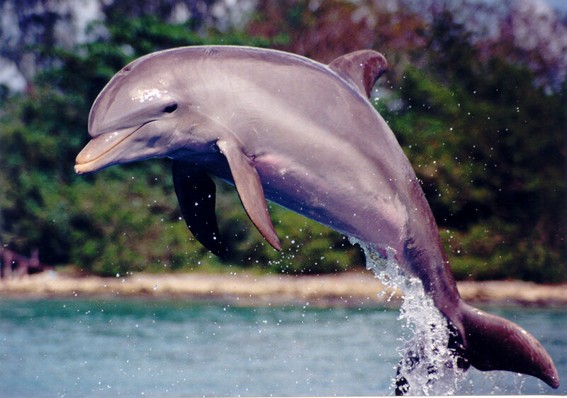 Dolphin Jumping Out of Water — Gray