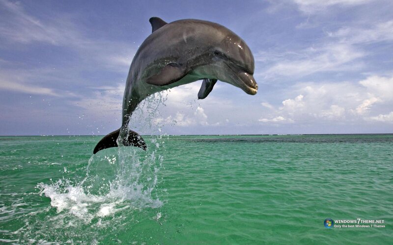 Dolphin Jumping Out of Water — Green, Dynamic