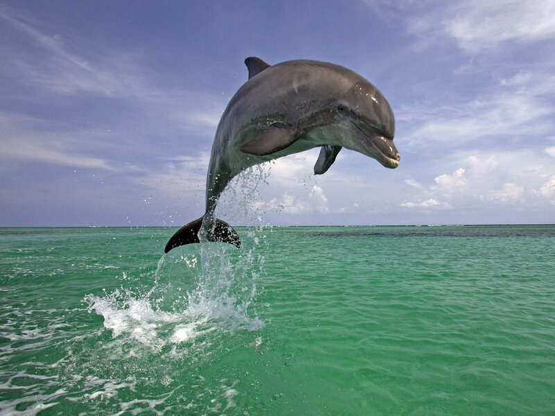 Dolphin Jumping Out of Water — Green