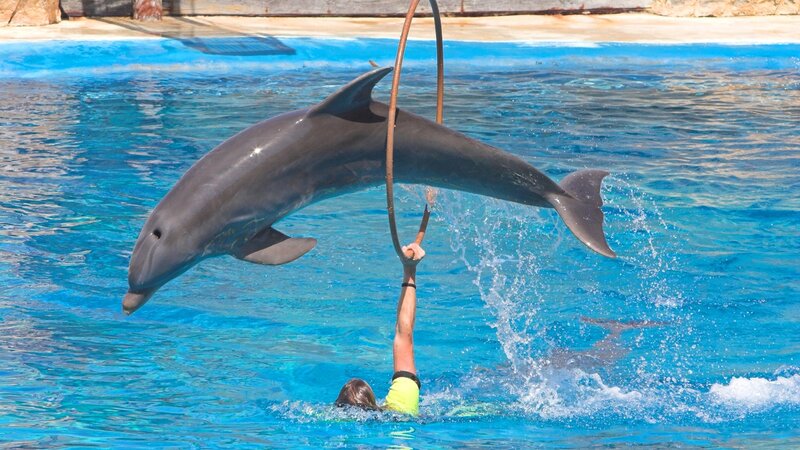 Dolphin Jumping Through Hoop — Blue, Active