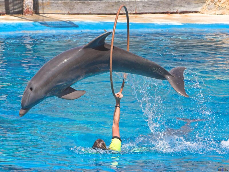 Dolphin Jumping Through Hoop — Blue