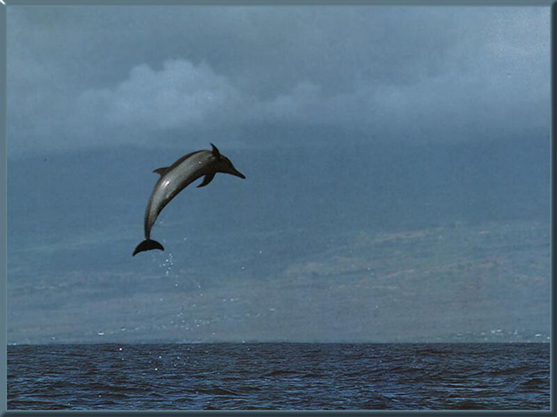 Dolphin Jumping