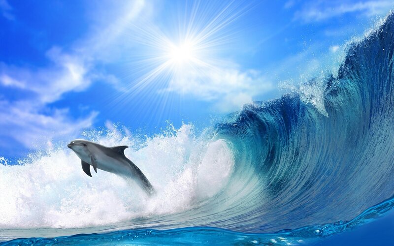 Dolphin Jumping Wave — Blue, Dynamic, Afternoon, Photograph