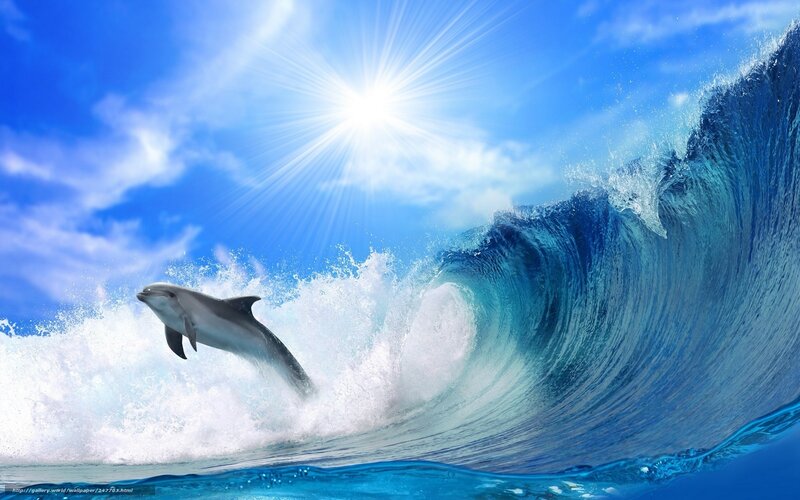 Dolphin Jumping Wave — Blue, Dynamic, Afternoon