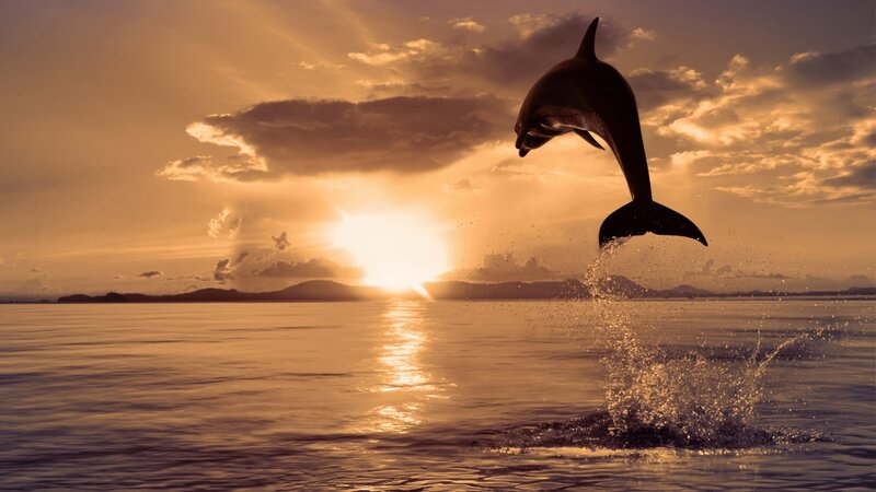 Dolphin leaping at sunset