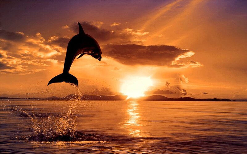 Dolphin leaping at sunset