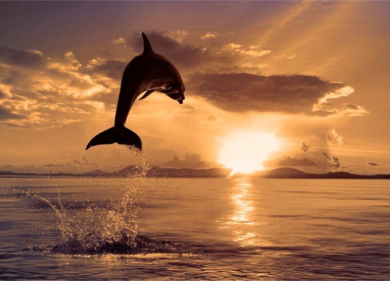 Dolphin leaping at sunset