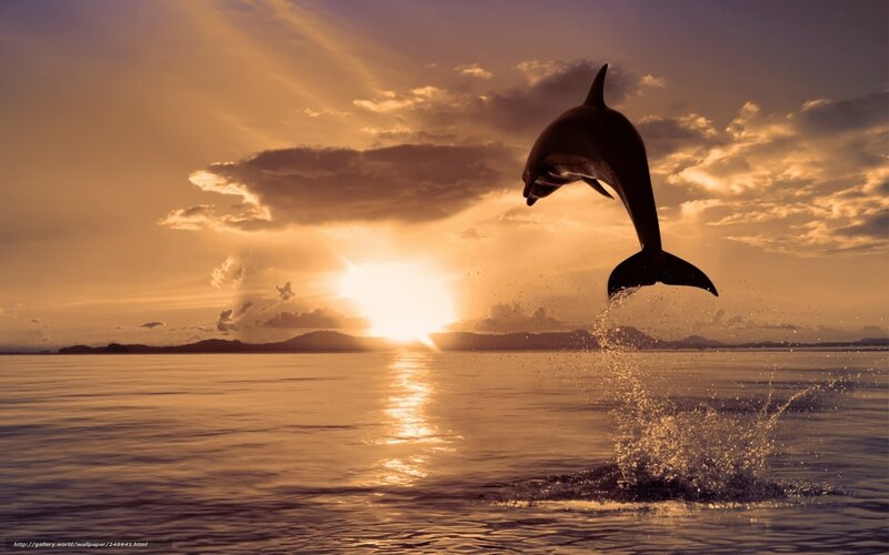 Dolphin leaping at sunset