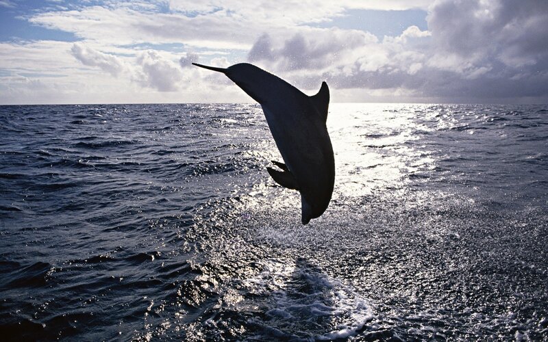 Dolphin leaping from ocean