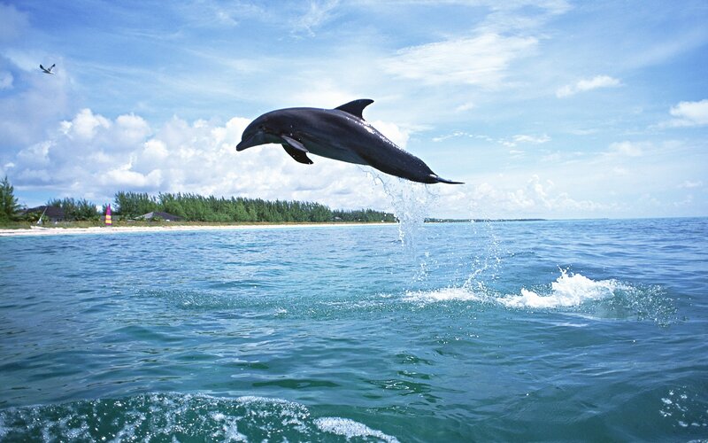 Dolphin leaping from ocean