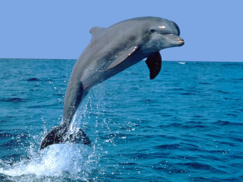 Dolphin leaping from ocean