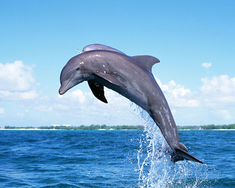 Dolphin leaping from ocean