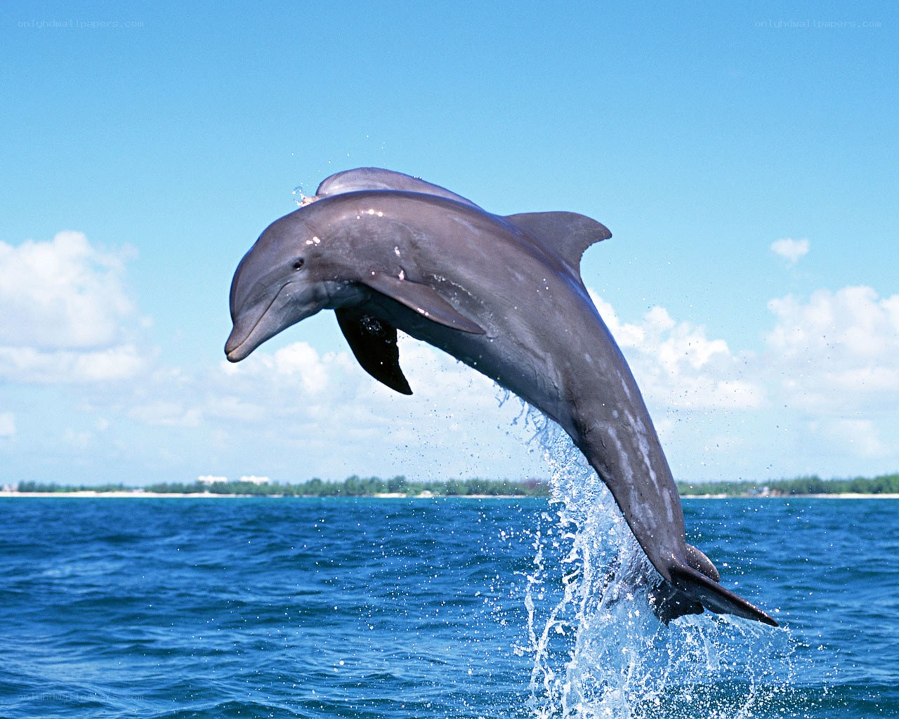 Dolphin leaping from ocean