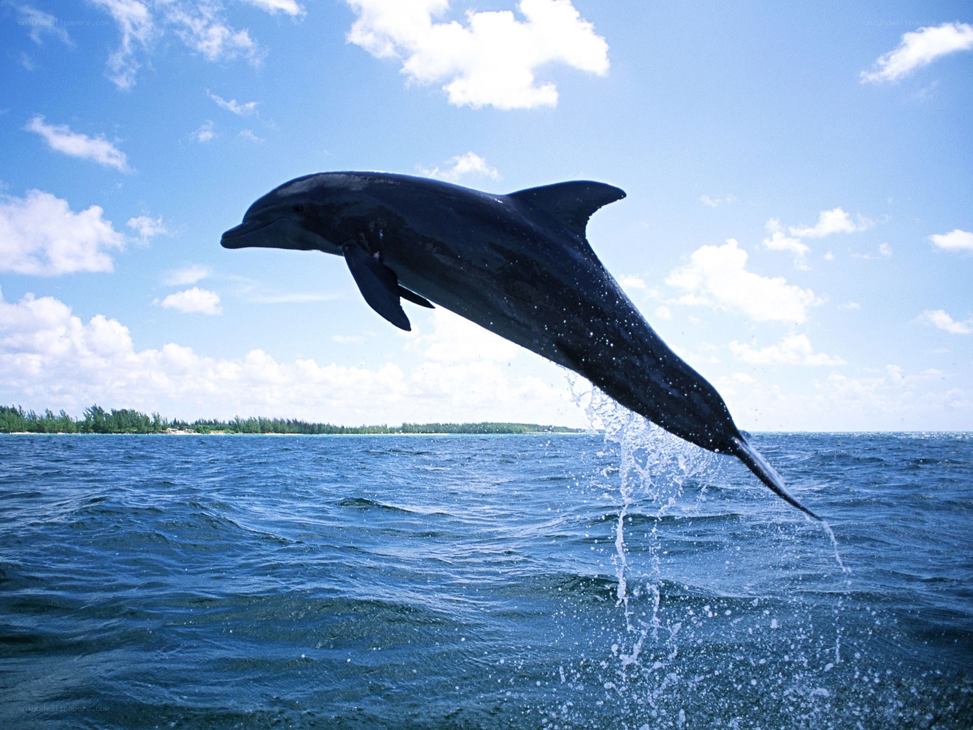 Dolphin leaping from ocean