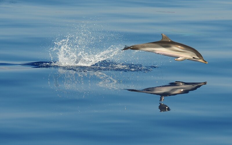 Dolphin leaping from ocean