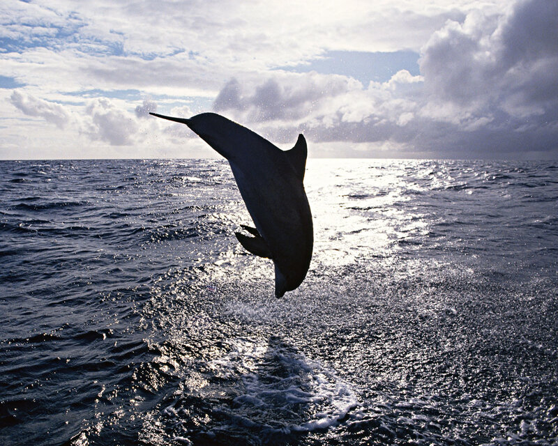 Dolphin leaping from ocean