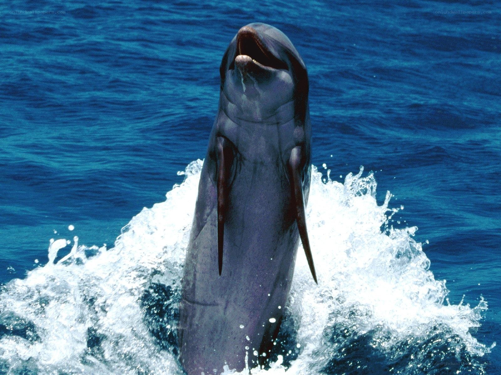Dolphin leaping from ocean
