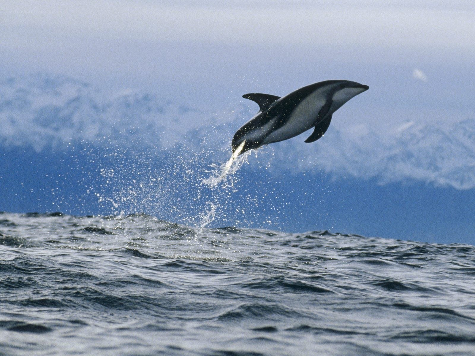 Dolphin leaping from ocean