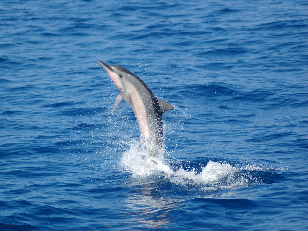 Dolphin leaping from ocean