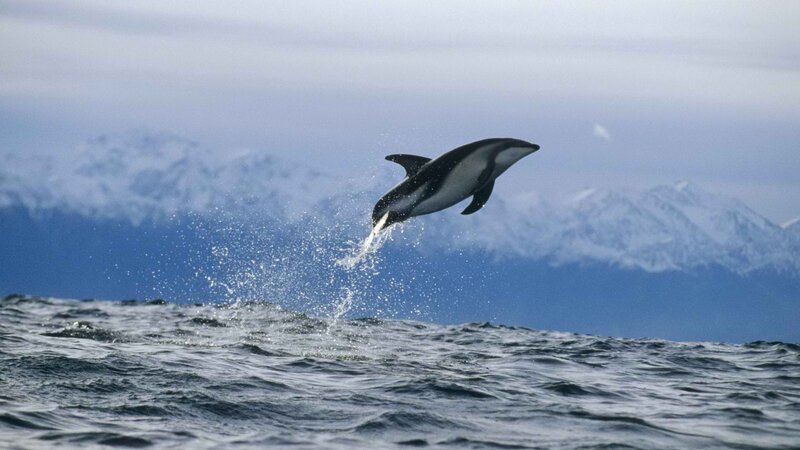 Dolphin leaping from ocean