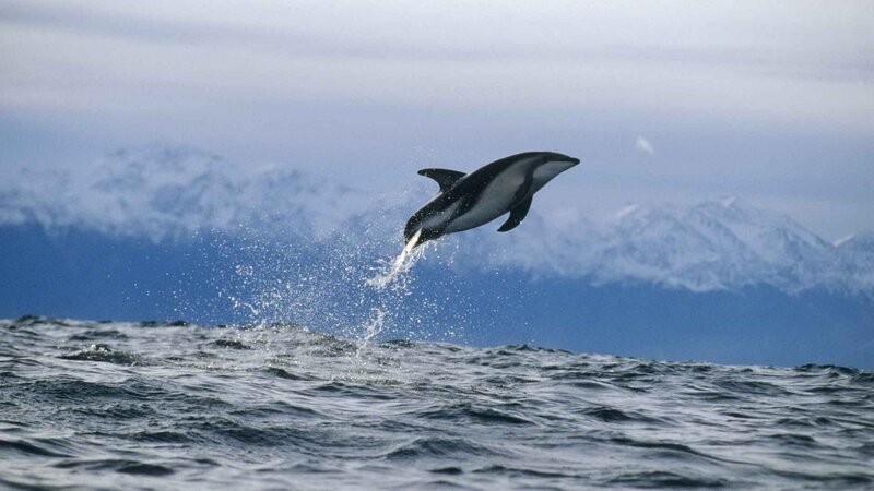 Dolphin leaping from ocean