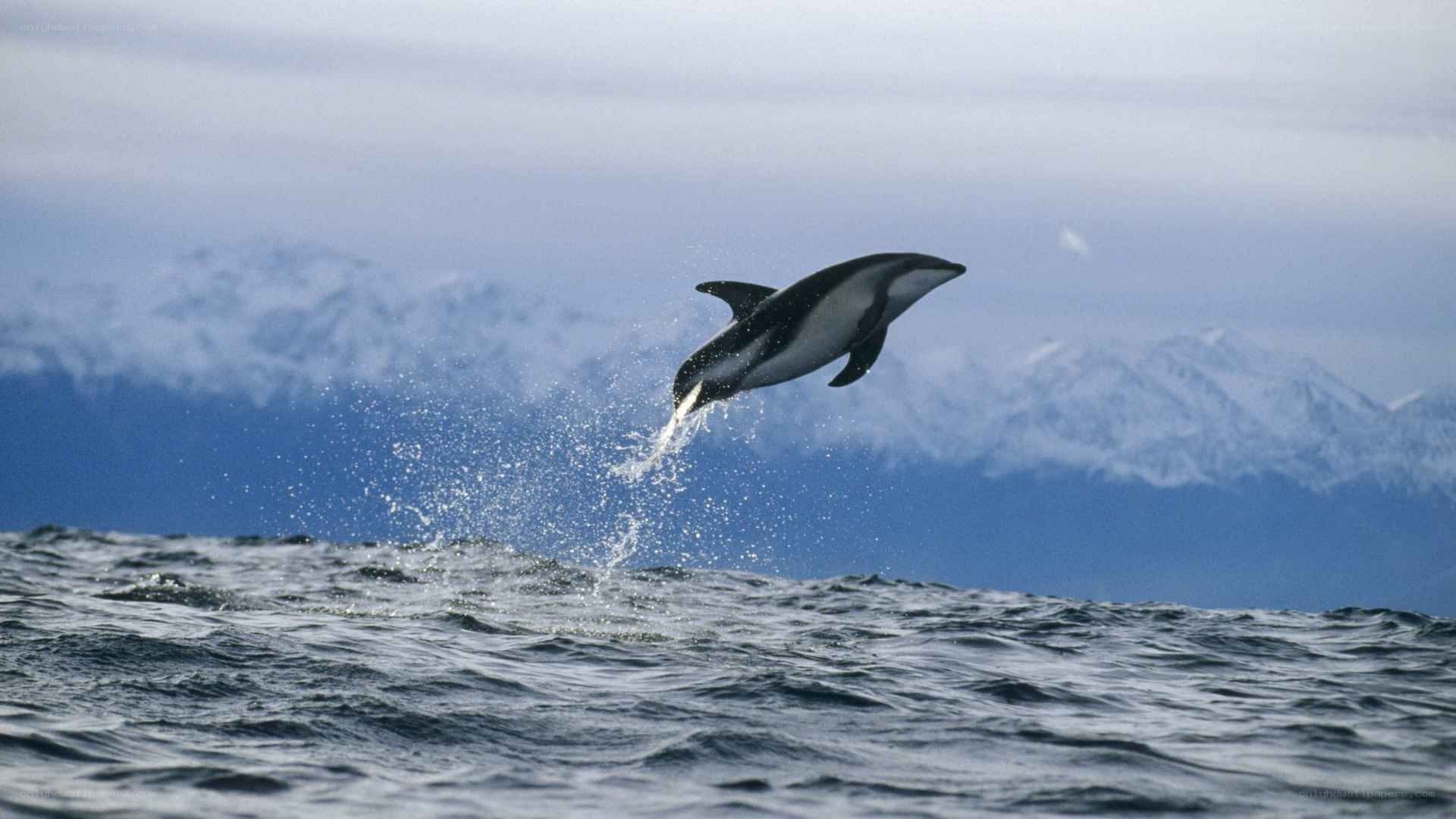Dolphin leaping from ocean