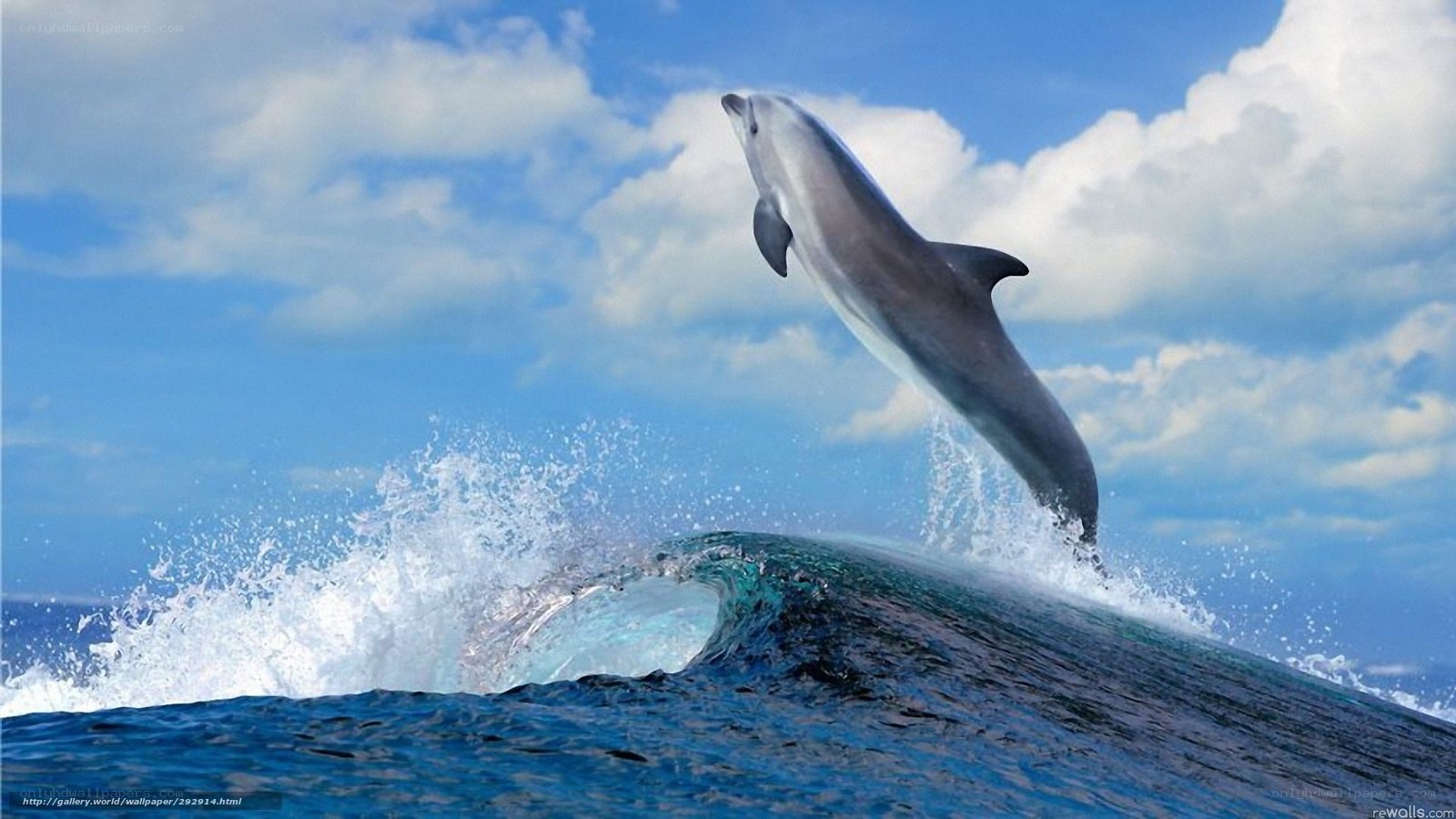 Dolphin leaping from ocean wave